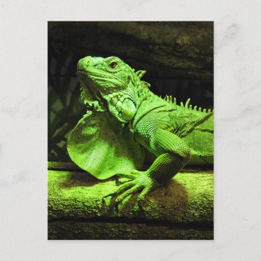Green Iguana Briefkaart (Voorkant)
