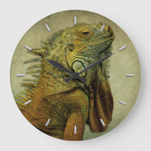Green Iguana Grote Klok