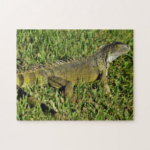 Green Iguana Lizard in Grass Legpuzzel