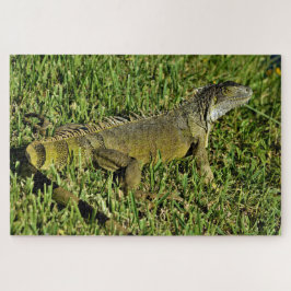 Green Iguana Lizard in Grass Legpuzzel