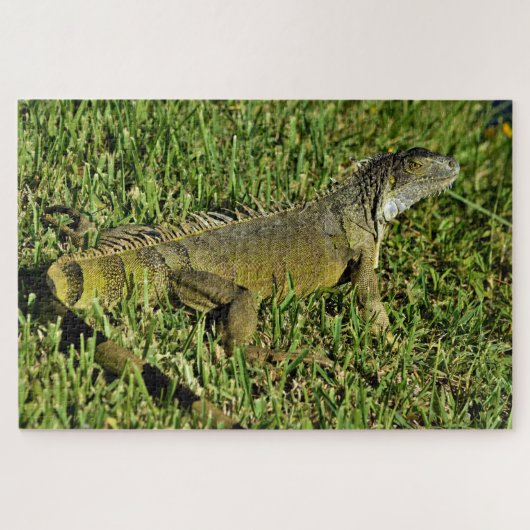 Green Iguana Lizard in Grass Legpuzzel (Horizontaal)