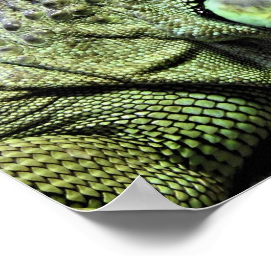 Green Iguana Poster (Hoek)