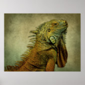 Green Iguana Poster (Voorkant)