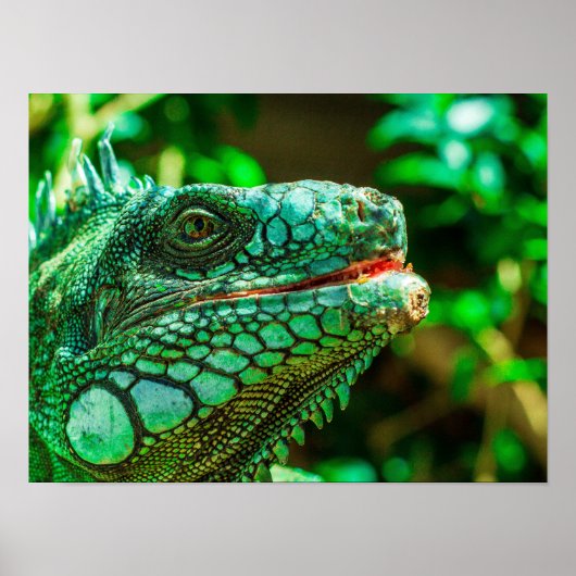 Green Iguana Poster (Voorkant)