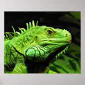 Green Iguana Poster (Voorkant)