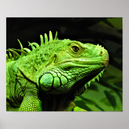 Green Iguana Poster