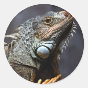 Green Iguana Ronde Sticker