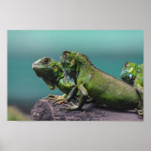 Green Iguanas Poster (Voorkant)