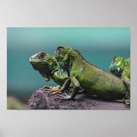 Green Iguanas Poster (Voorkant)