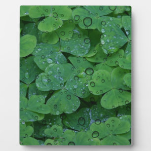 Green Irish Clover Fotoplaat