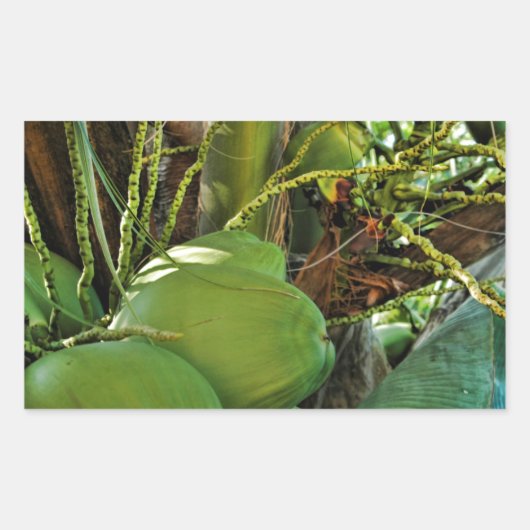 Green Island Coconuts Palm Tree Rechthoekige Sticker (Voorkant)