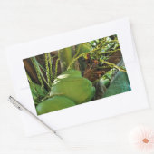 Green Island Coconuts Palm Tree Rechthoekige Sticker (Envelop)