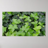 Green Ivy Botanical Print