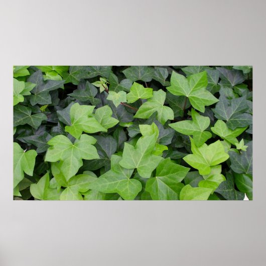 Green Ivy Botanical Print (Voorkant)