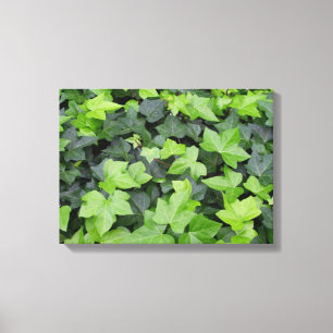 Green Ivy Botanical Print