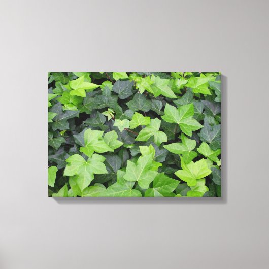 Green Ivy Botanical Print (Voorkant)