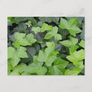 Green Ivy Botanical Print Briefkaart