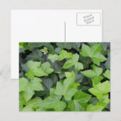Green Ivy Botanical Print Briefkaart (Voorkant / Achterkant)