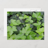 Green Ivy Botanical Print Briefkaart (Voorkant / Achterkant)