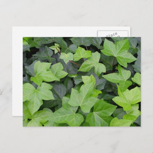 Green Ivy Botanical Print Briefkaart (Voorkant / Achterkant)