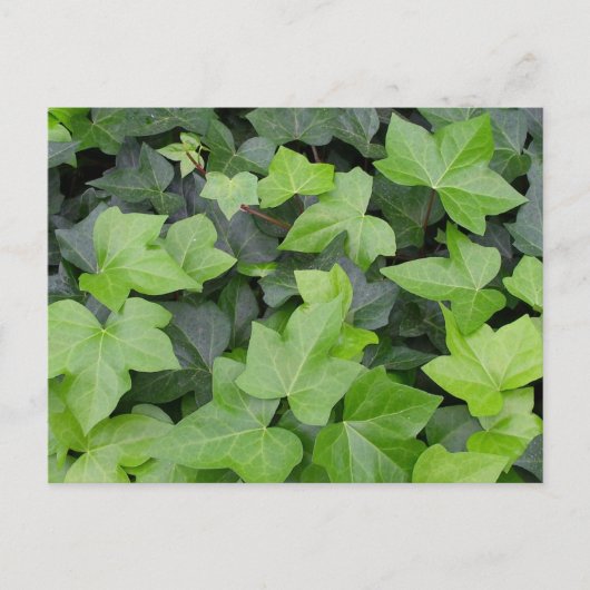 Green Ivy Botanical Print Briefkaart (Voorkant)
