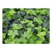 Green Ivy Botanical Print Foto Afdruk (Voorkant)