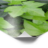 Green Ivy Botanical Print Foto Afdruk (Hoek)