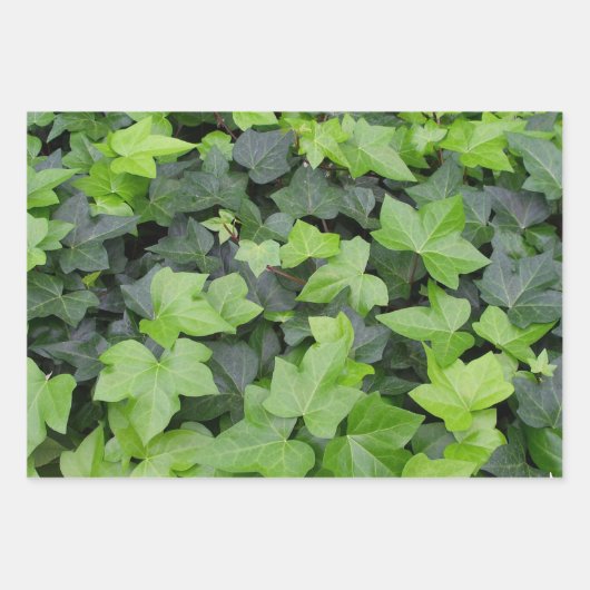 Green Ivy Botanical Print Inpakpapier Vel (Voorkant 2)