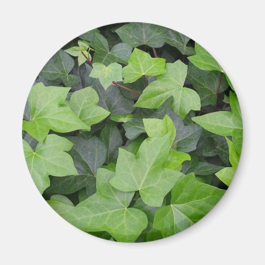 Green Ivy Botanical Print Magneet (Voorkant)
