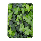 Green Ivy Botanical Print Magneet (Verticaal)