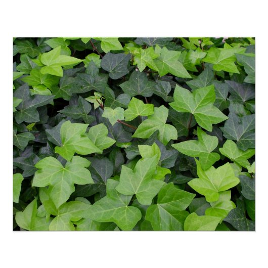 Green Ivy Botanical Print Poster (Voorkant)