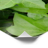 Green Ivy Botanical Print Poster (Hoek)
