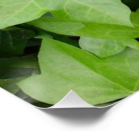 Green Ivy Botanical Print Poster (Hoek)
