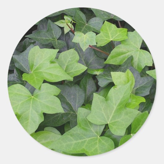 Green Ivy Botanical Print Ronde Sticker (Voorkant)