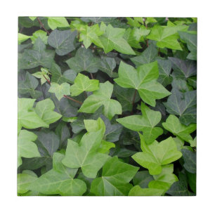 Green Ivy Botanical Print Tegeltje