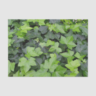 Green Ivy Botanical Print Tissuepapier