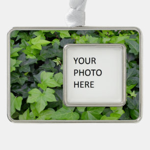 Green Ivy Botanical Print Verzilverd Omlijst Ornament