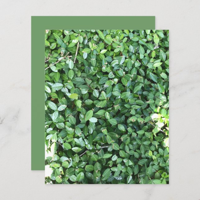 Green Jasmine leest Sunlight Scrapbook Paper (Voorkant / Achterkant)