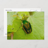 Green June Beetle Briefkaart (Voorkant / Achterkant)