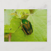 Green June Beetle Briefkaart (Voorkant)