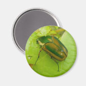 Green June Beetle Magnet (Voorkant / Achterkant)