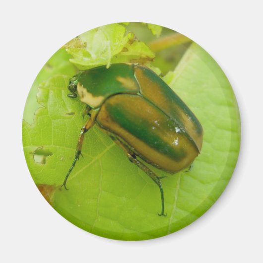 Green June Beetle Magnet (Voorkant)