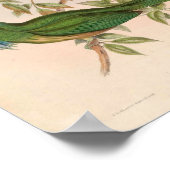 Green Kingfisher Bird Nyctiornis Athertoni Poster (Hoek)