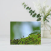 Green Lacewing Aphid Buffet Briefkaart (Staand voorkant)