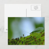 Green Lacewing Aphid Buffet Briefkaart (Voorkant / Achterkant)