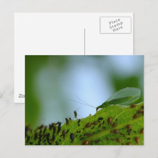 Green Lacewing Aphid Buffet Briefkaart (Voorkant / Achterkant)