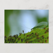 Green Lacewing Aphid Buffet Briefkaart (Voorkant)