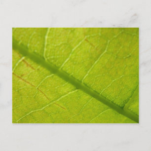 Green Leaf Botanische Natuur Fotografie Briefkaart