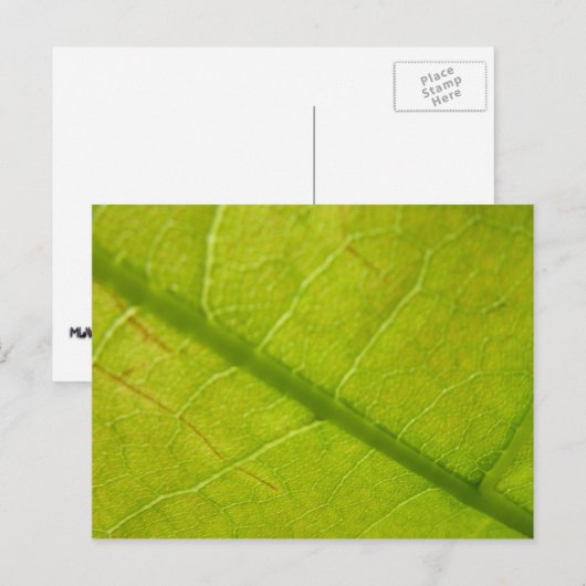 Green Leaf Botanische Natuur Fotografie Briefkaart (Voorkant / Achterkant)