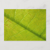 Green Leaf Botanische Natuur Fotografie Briefkaart (Voorkant)